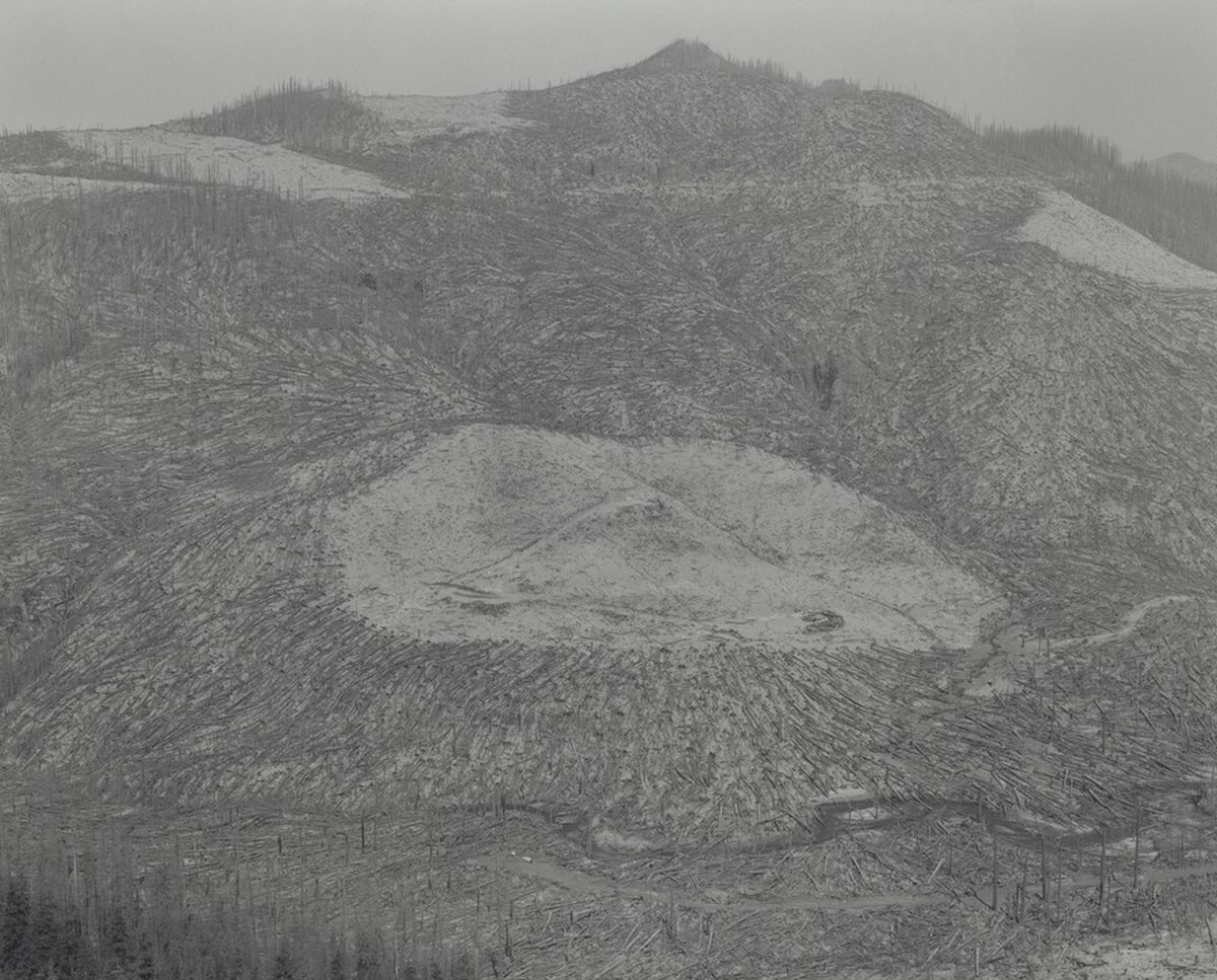 Area Clearcut Prior to 1980 Eruption Surrounded by Downed Trees – Clearwater Creek Valley – 9 Miles East of Mount Saint Helens, Washington
