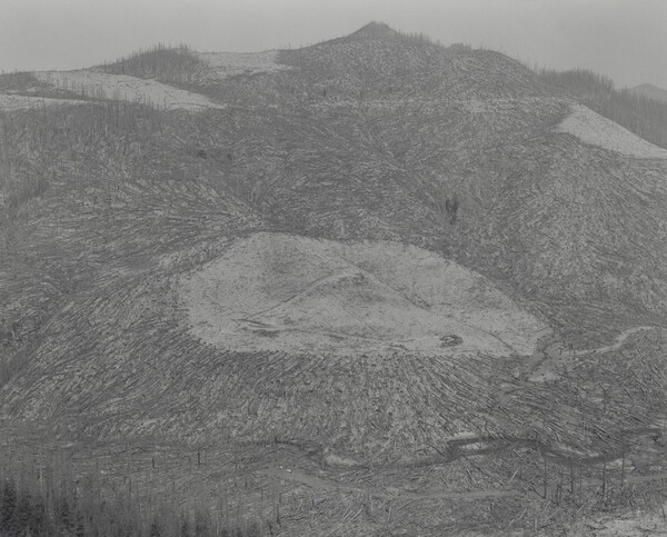 Area Clearcut Prior to 1980 Eruption Surrounded by Downed Trees – Clearwater Creek Valley – 9 Miles East of Mount Saint Helens, Washington