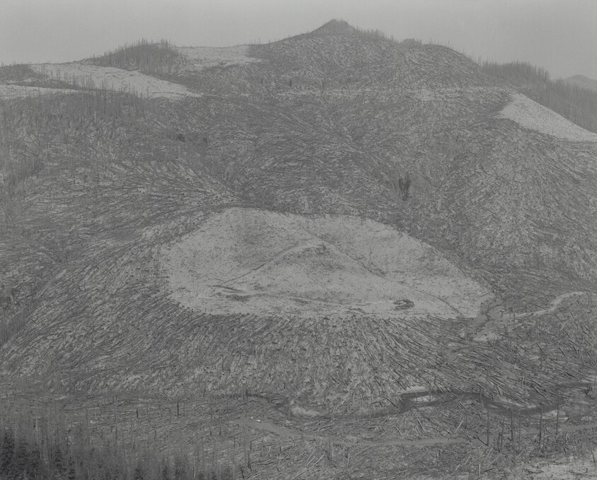 Area Clearcut Prior to 1980 Eruption Surrounded by Downed Trees – Clearwater Creek Valley – 9 Miles East of Mount Saint Helens, Washington