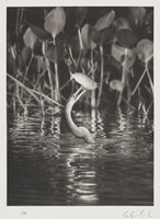 The biguatinga, or anhinga (Anhinga anhinga), is a large aquatic bird. Here it has just caught a lambari (Astyanax bimaculatus). Cuiabá River in northern Pantanal. Mato Grosso, Brazil., Sebastião Salgado, 2011