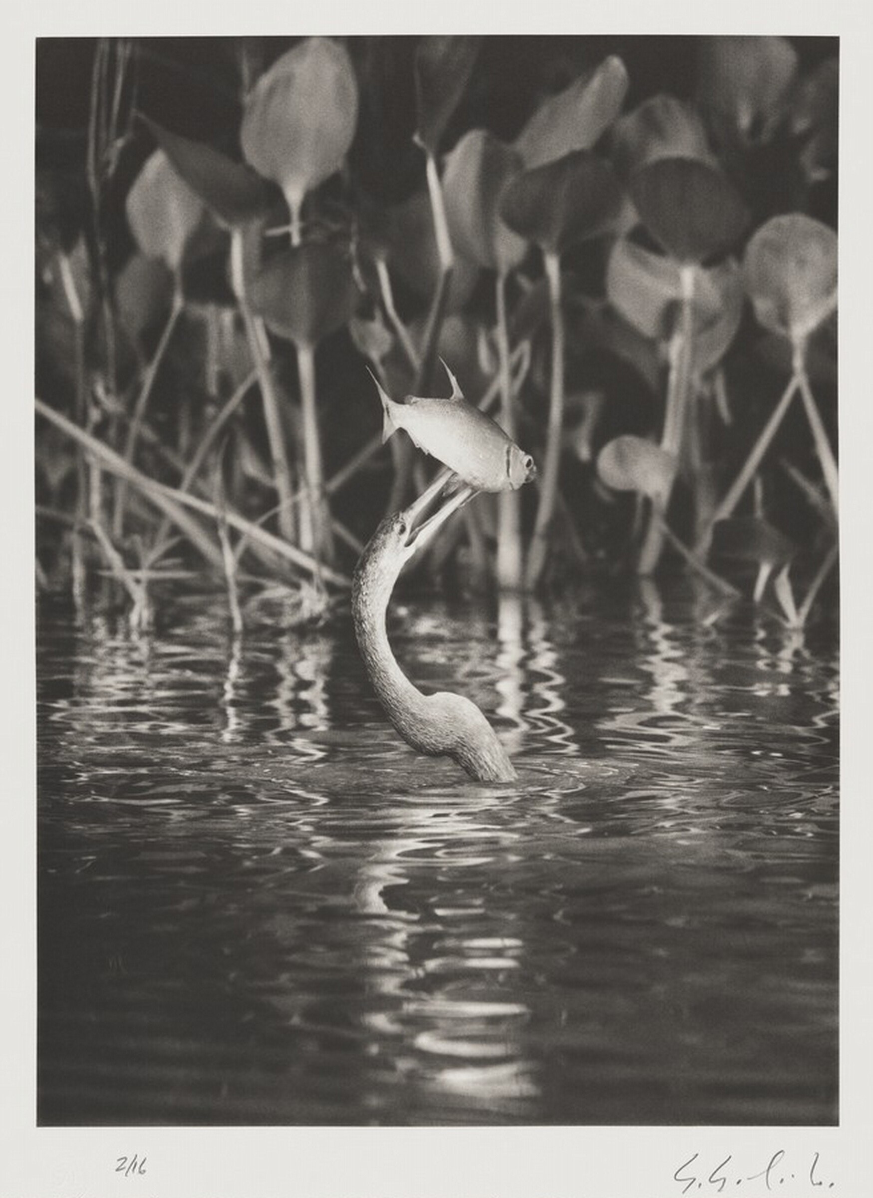The biguatinga, or anhinga (Anhinga anhinga), is a large aquatic bird. Here it has just caught a lambari (Astyanax bimaculatus). Cuiabá River in northern Pantanal. Mato Grosso, Brazil., Sebastião Salgado, 2011