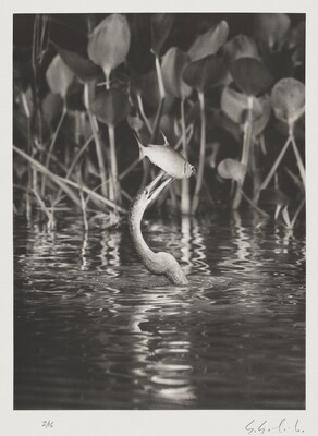 The biguatinga, or anhinga (Anhinga anhinga), is a large aquatic bird. Here it has just caught a lambari (Astyanax bimaculatus). Cuiabá River in northern Pantanal. Mato Grosso, Brazil., Sebastião Salgado, 2011
