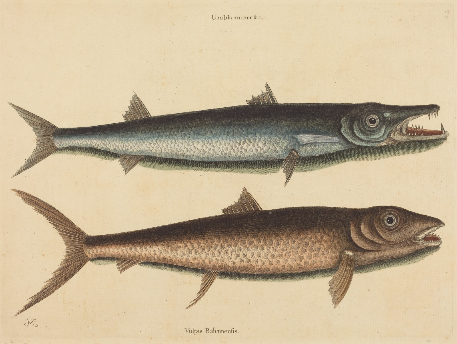 The Barracuda (Esox barracuda), Mark Catesby, published 1754