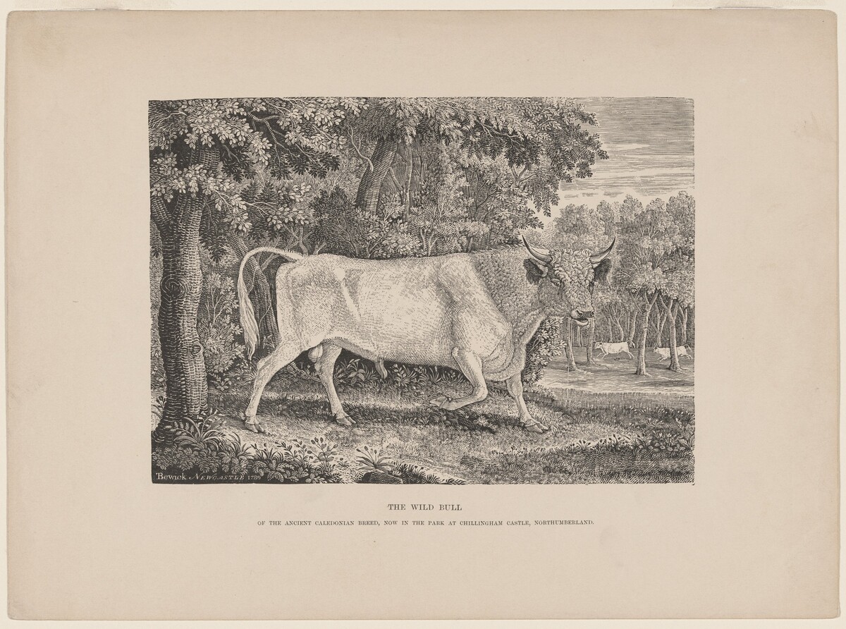 The Wild Bull of Chillingham