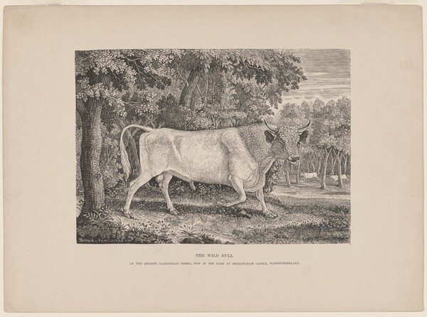 The Wild Bull of Chillingham
