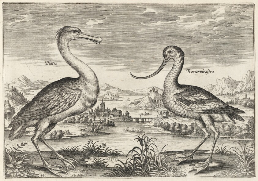 Spoonbill and Avocet