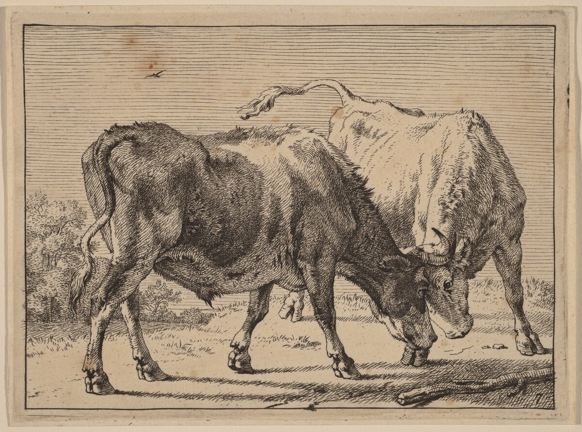 Two Oxen Fighting