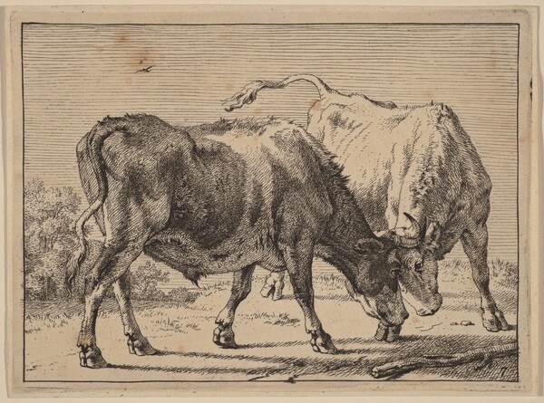 Two Oxen Fighting