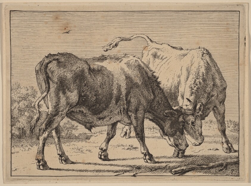 Two Oxen Fighting