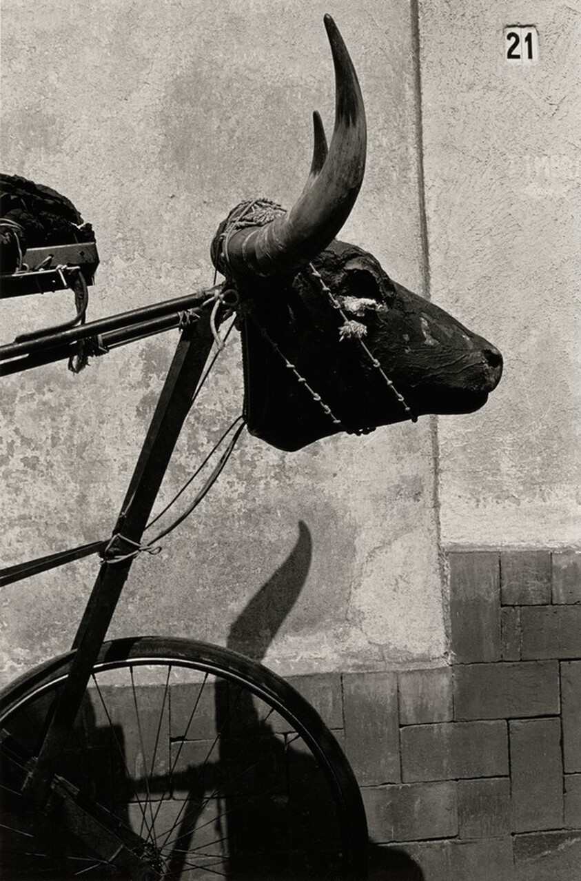 Torito, Ciudad de México, México (Young Bull, Mexico City, Mexico)