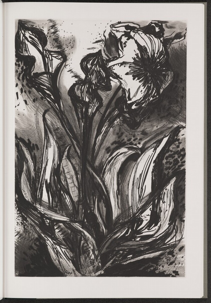 Yellow Pitcher Plant