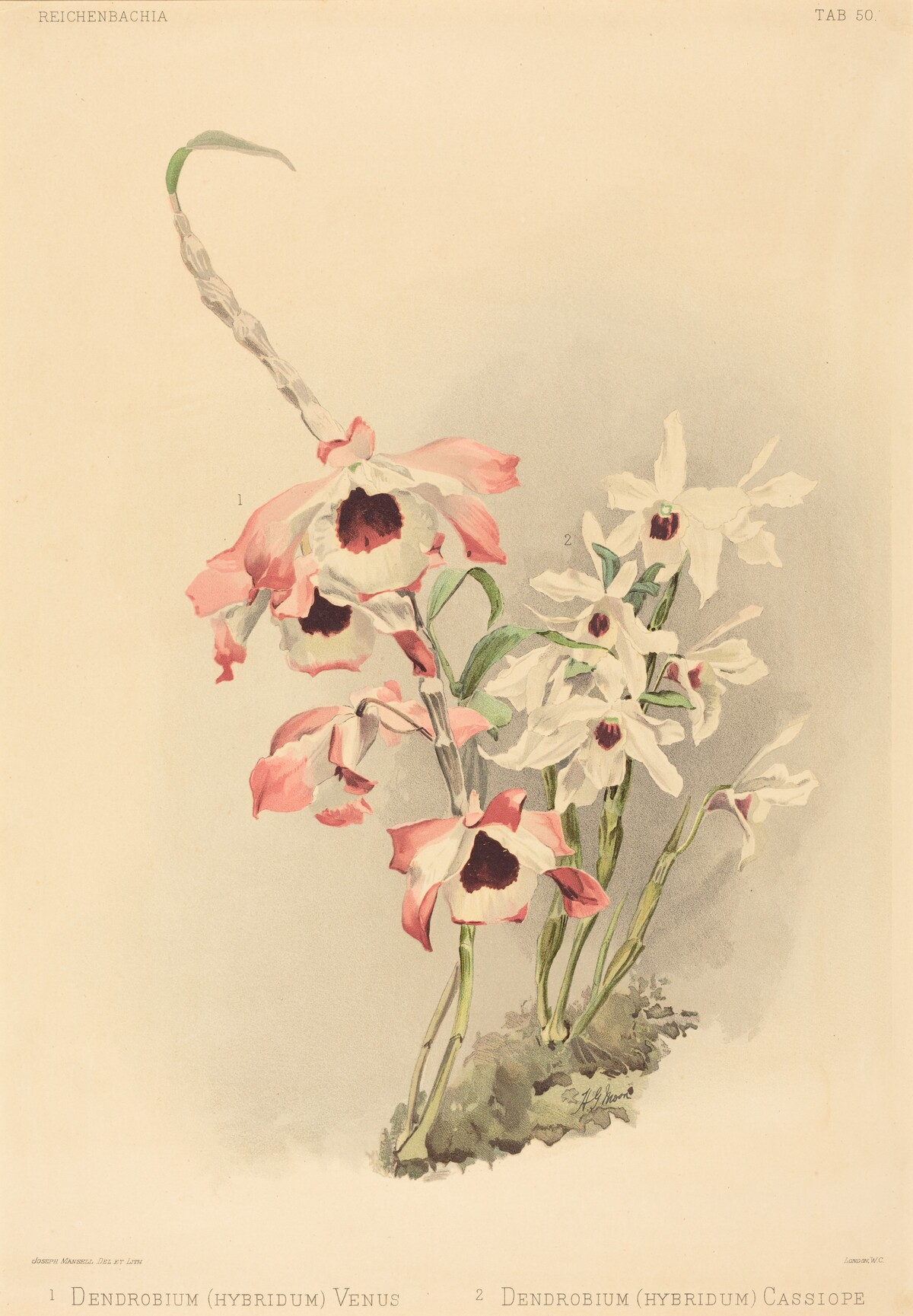 Dendrobium (Hybridium) Venus and Dendrobium (Hybridium) Cassiope