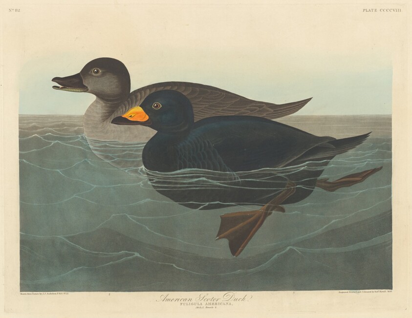 American Scoter Duck