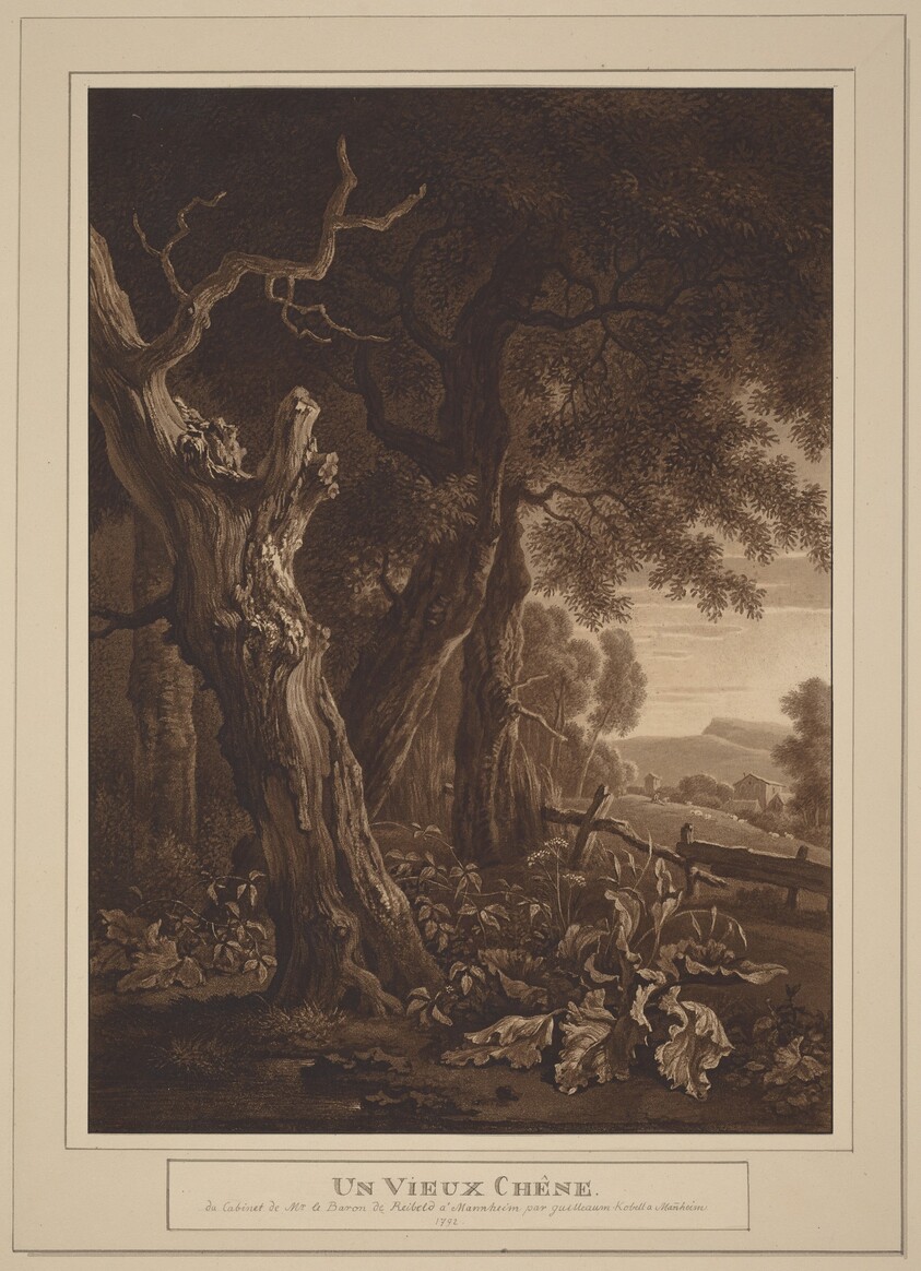 Ancient Oaks in a Landscape