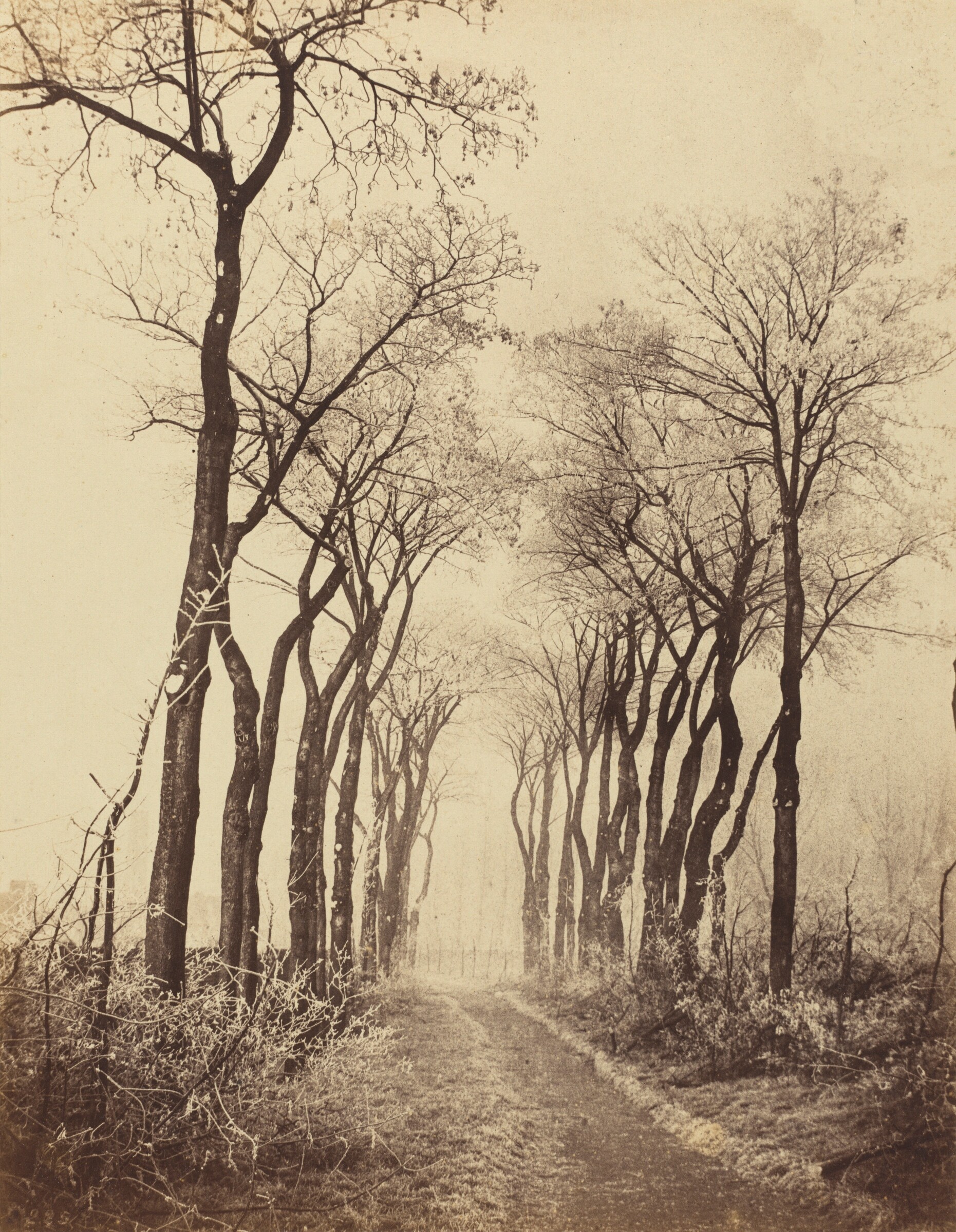 Road and Trees with Hoarfrost, Eugène Cuvelier, 1860
