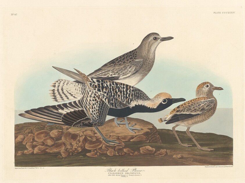 Black-bellied Plover