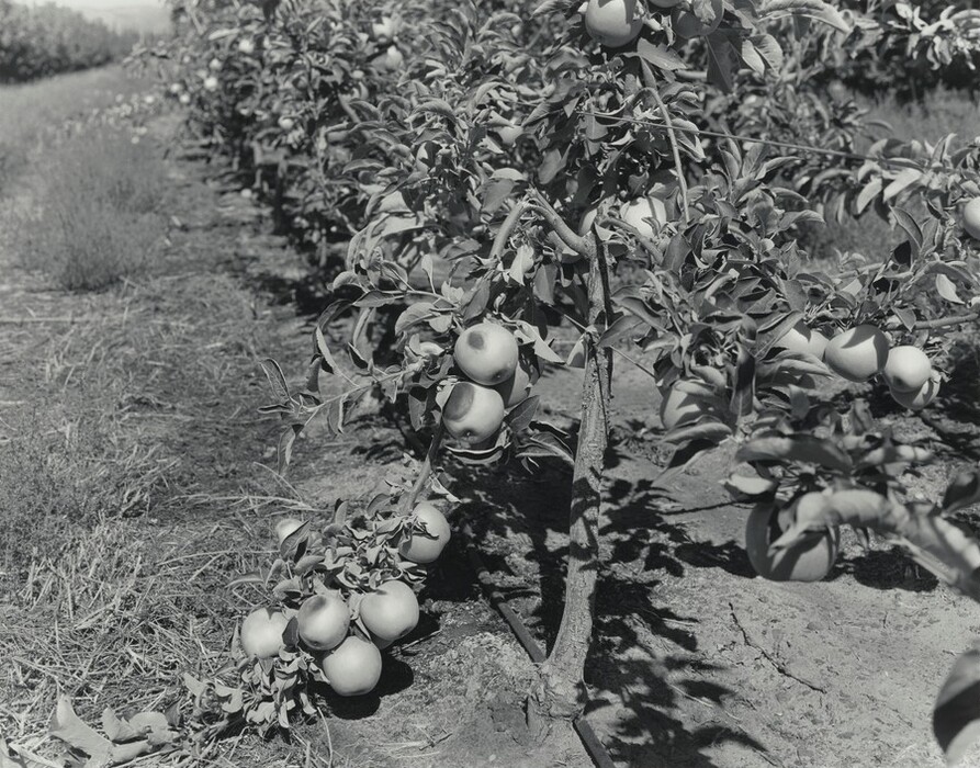 A branch laden with pale apples has partially broken from the trunk so apples that had grown at the top of the branch now brush the ground in this horizontal black and white photograph. Dark blotches mar the smooth surfaces of some apples. A wall of dense trees extends into the distance next to a grassy lane, to our left.