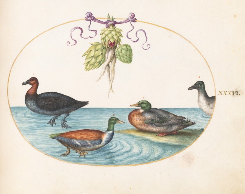 Plate 36: Red-Breasted Merganser, Shoveler, and Mallard, and Duck with Artichokes