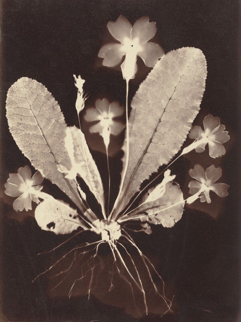 Botanical Photogram
