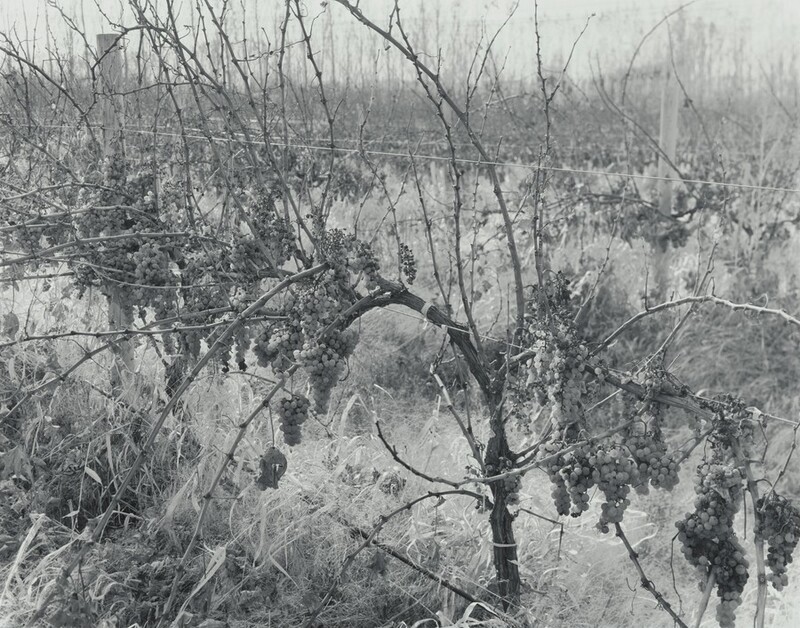 Bunches of grapes hang from vines growing up wire trellises in this horizontal black and white photograph. The trellises span the composition, angling away to our left.
