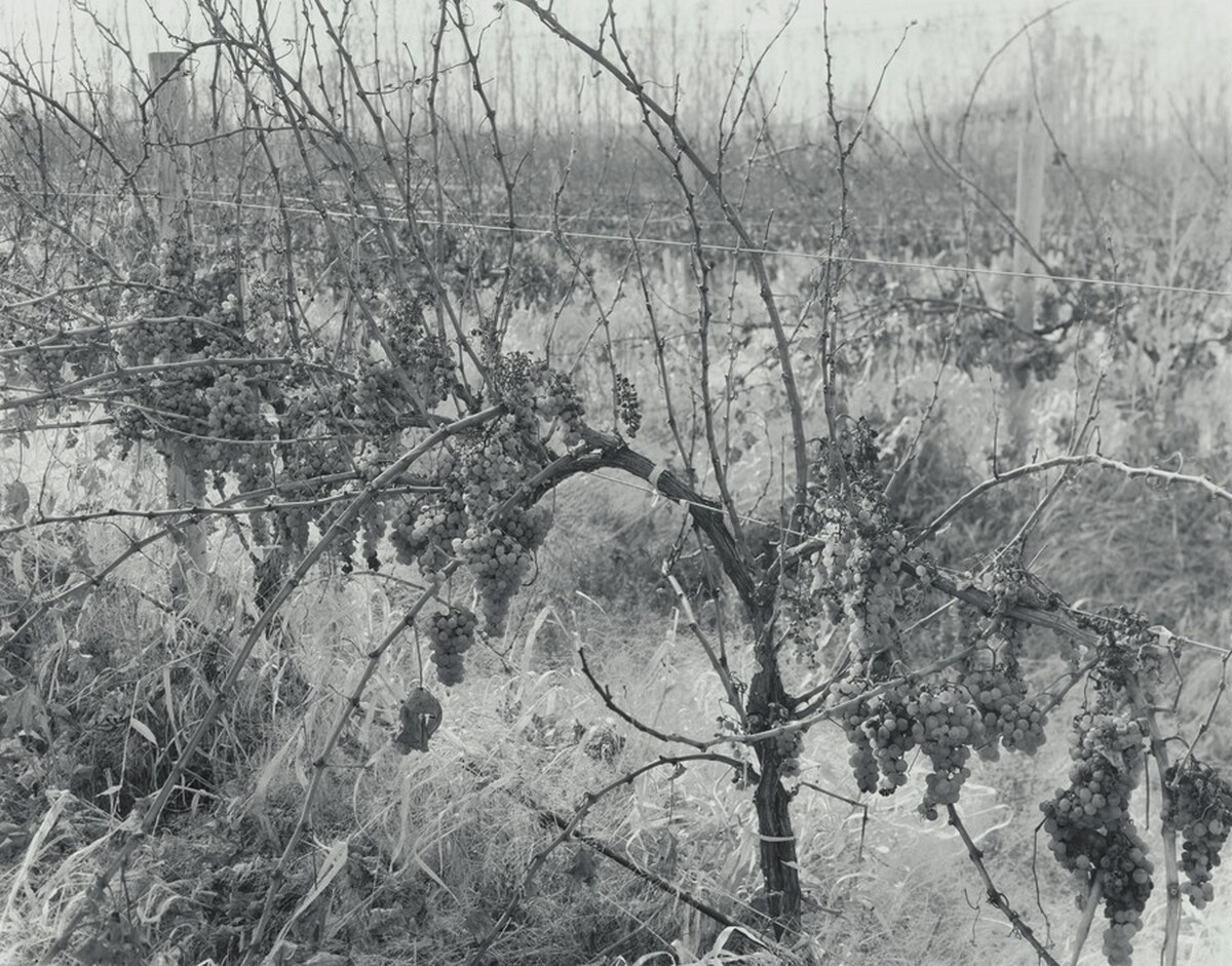 Untitled (Raisining Riesling)