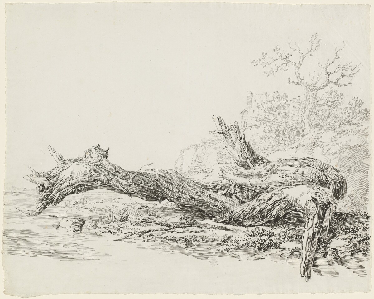 An Ancient Tree Fallen Beside a Stream