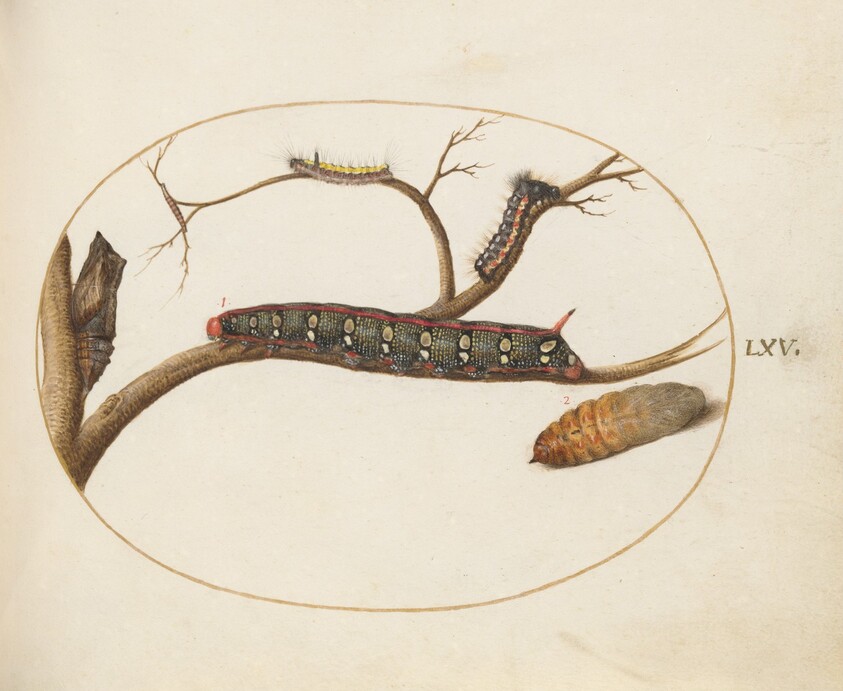 Plate 60: Leafy Spurge Hawkmoth Caterpillar, Gray Dagger Caterpillar, and Pupae