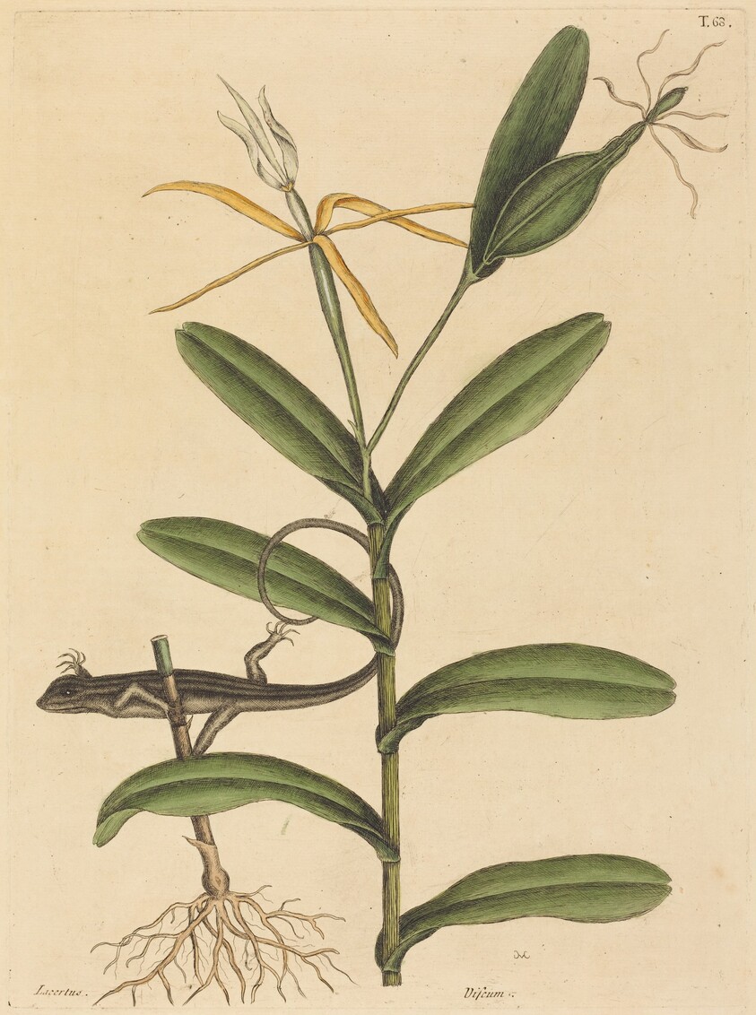 The Lyon Lizard (Lacerta 6-lineata)