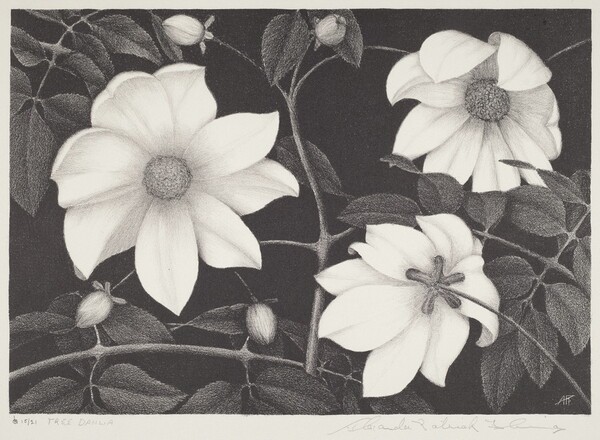 Tree Dahlia