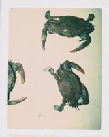 Crabs, Andy Warhol, February 1982