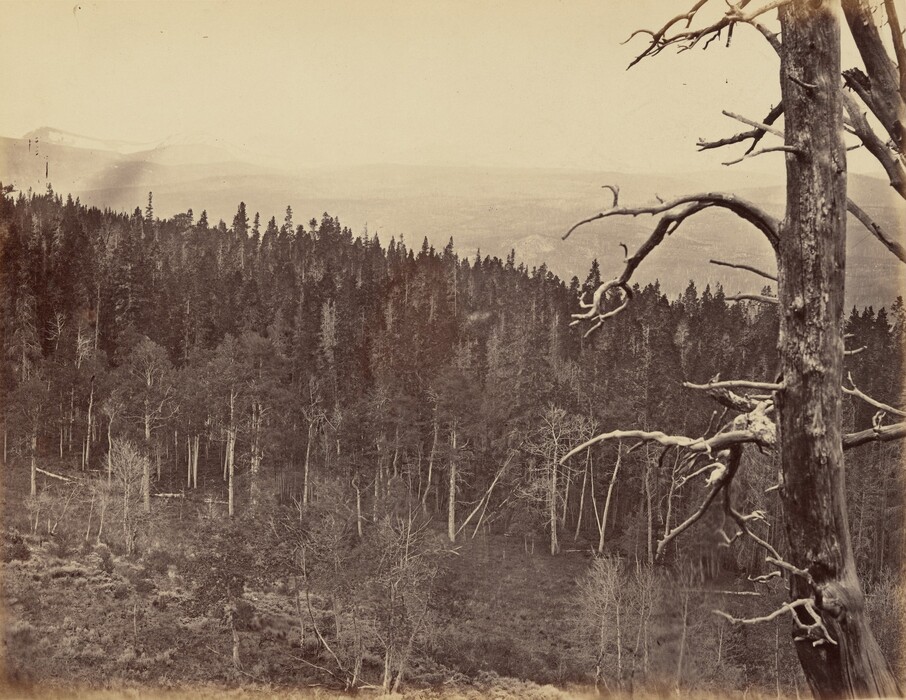 The image shows a landscape view from an elevated point, overlooking a dense forest of trees at varying heights. A prominent tree with bare branches is seen in the foreground, stretching out to the right side. The horizon is relatively high, featuring distant outlines of mountains blending into the sky. The color palette is monochromatic sepia tones, and the image has a textured quality, giving it a timeless atmosphere.