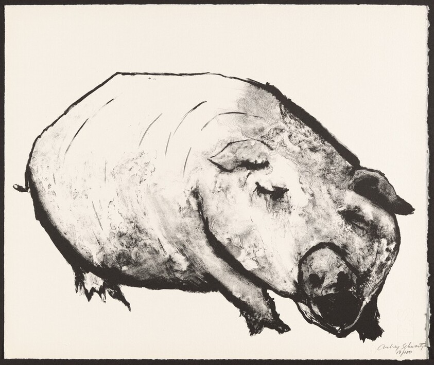 Pig