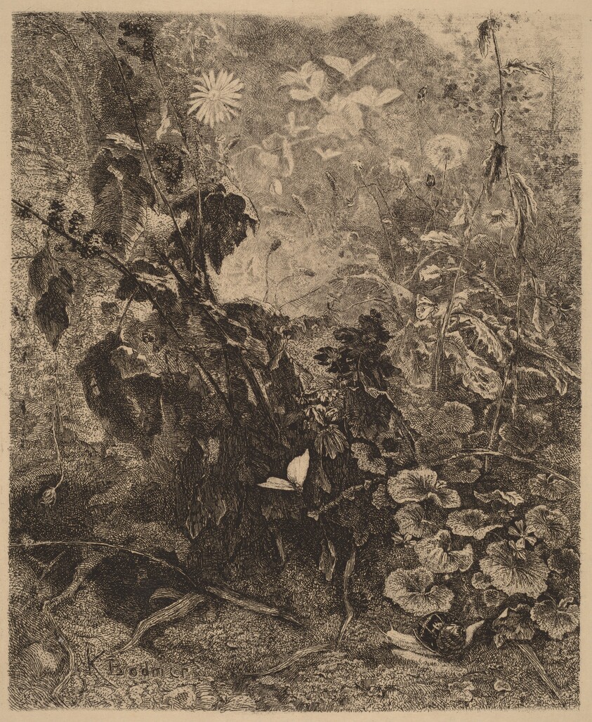 Escargots et papillons