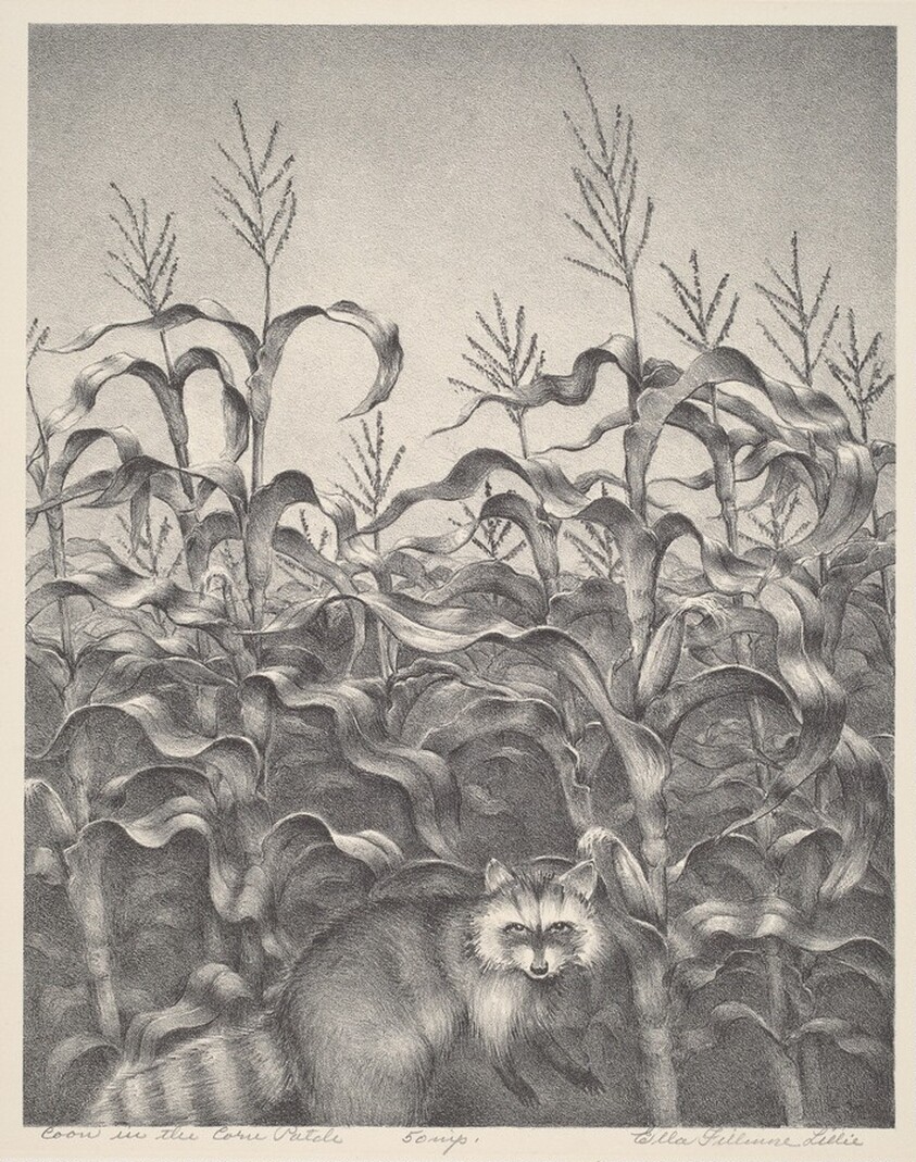 Coon in the Corn Patch