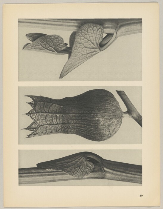 Three close-up black and white photographs exhibit detailed views of a plant with leaves and a bud. The images showcase the leaves' textures, vein patterns, and the central bulbous bud structure. The leaves are curled around a thin stem in the top and bottom images, while the central image displays the bud at the center with a portion of the stem visible on the right side.
