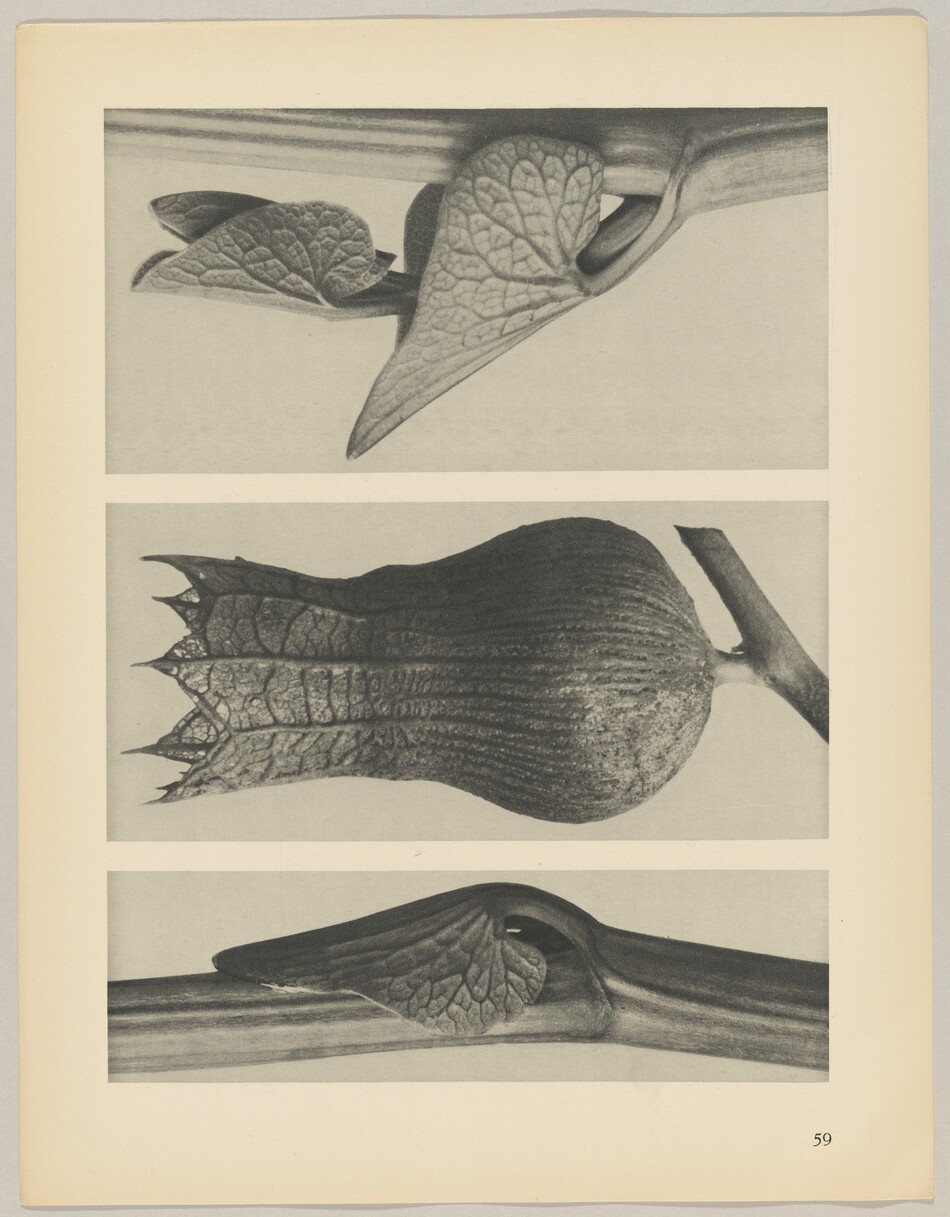 Three close-up black and white photographs exhibit detailed views of a plant with leaves and a bud. The images showcase the leaves' textures, vein patterns, and the central bulbous bud structure. The leaves are curled around a thin stem in the top and bottom images, while the central image displays the bud at the center with a portion of the stem visible on the right side.