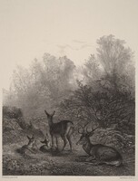 Biches au repos, Karl Bodmer