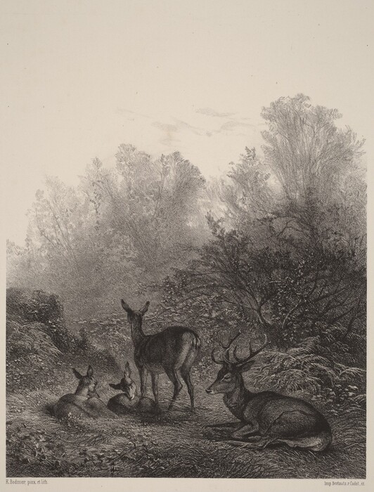 The image depicts a landscape with deer in a grassy area. The deer are shown resting and standing amidst the grass and ferns. One deer is standing among a few resting deer, while another is resting with its head turned slightly to the side. The horizon is set high with trees and foliage. The artist uses intricate brushstrokes or lithographic marks to show the textures of fur and leaves. The color scheme is monochromatic with shades of black, grey, and white. In the distance, more trees are visible blending into a cloudy sky.