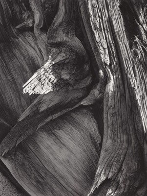 Juniper Tree Detail, Sequoia National Park, California, Ansel Adams, c. 1927, printed 1981