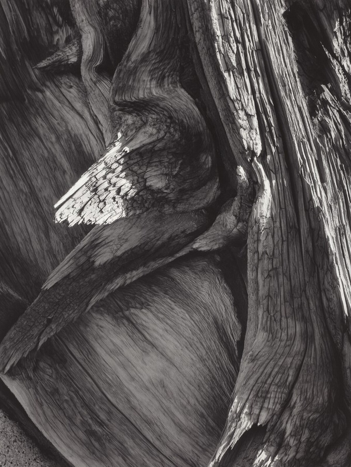 Juniper Tree Detail, Sequoia National Park, California