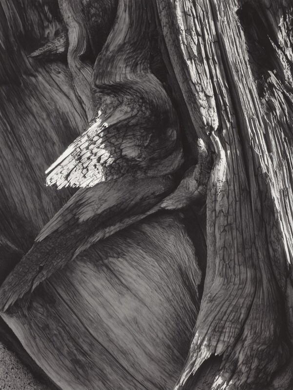 Juniper Tree Detail, Sequoia National Park, California