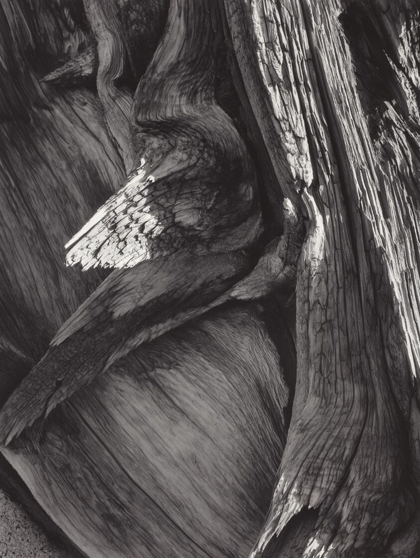 Juniper Tree Detail, Sequoia National Park, California