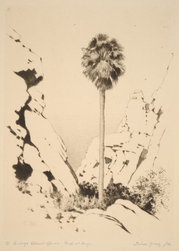 Palm Canyon (no.1)
