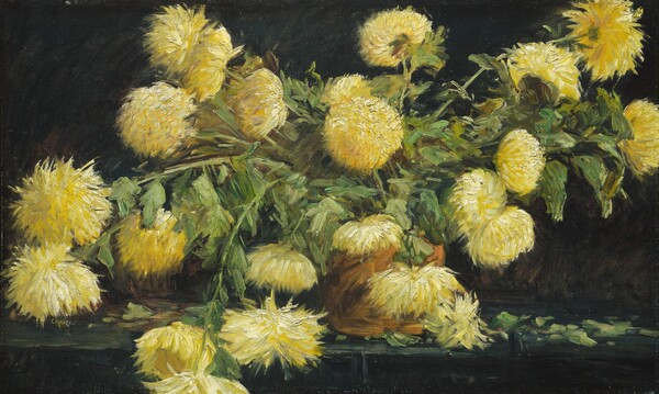 Chrysanthemums