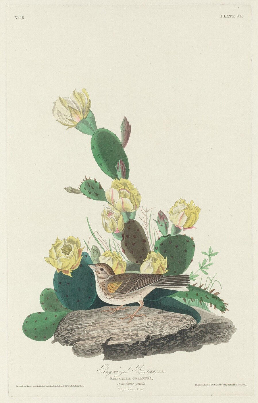 The image shows a bird on a piece of wood in front of a blooming cactus plant. The color palette includes greens, browns, grays, and yellows. The bird is facing slightly to the left, with its tail and wings extending to the right. The cactus has branches and yellow flowers blooming on it against a plain background.