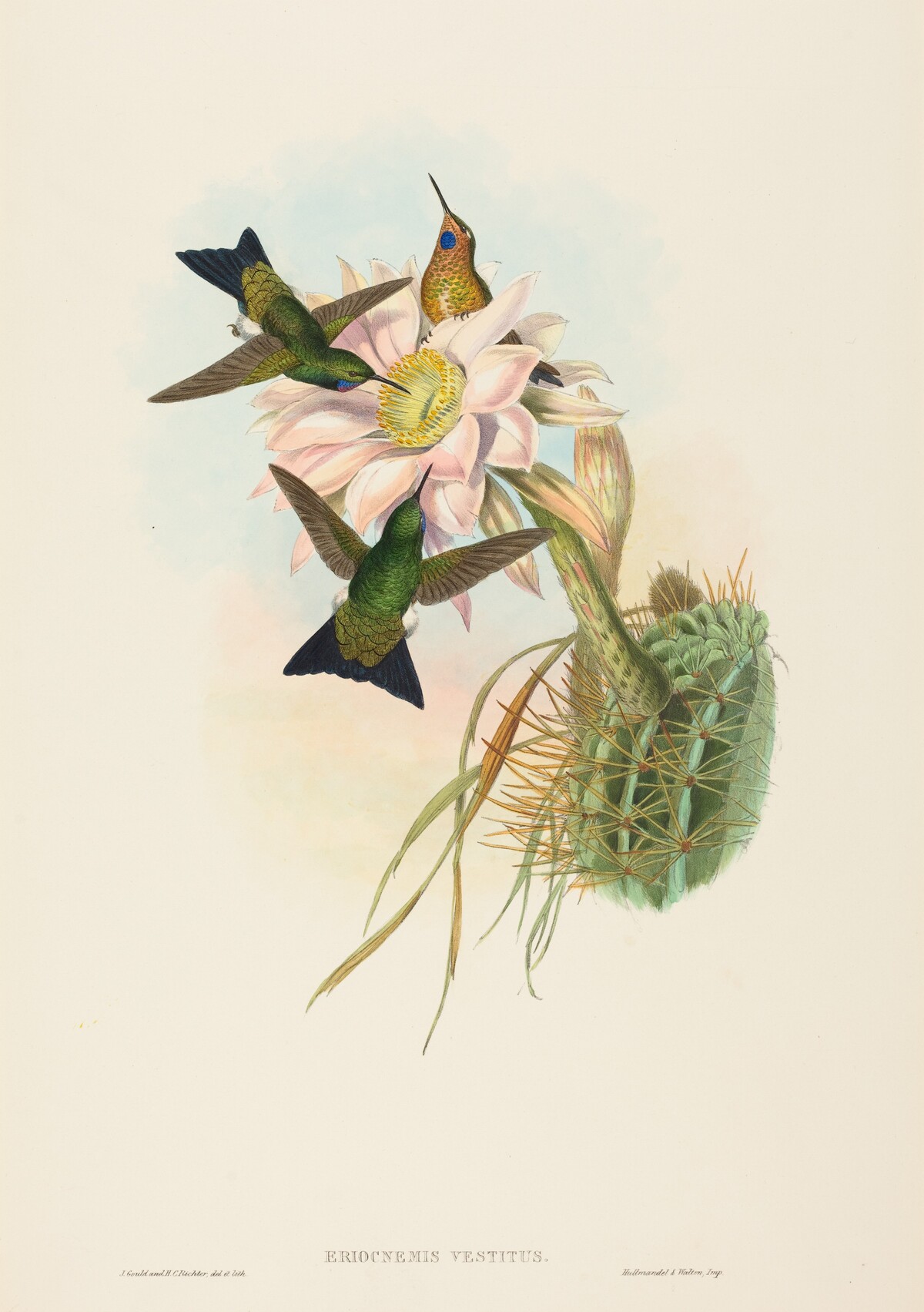 Eriocnemis vestitus (Glowing Puff-Leg)