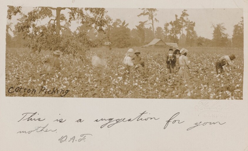 "Cotton Picking"