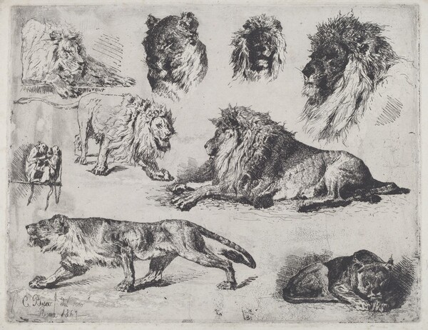Study of Lions