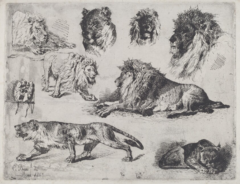 Study of Lions