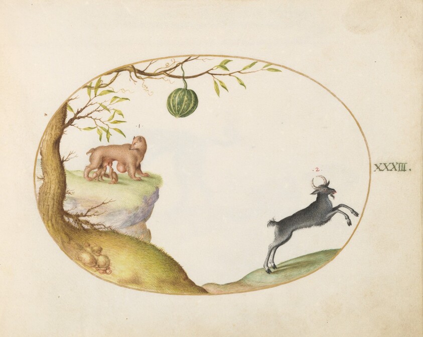 Plate 33: A "Simivulpa" (Opossum?) and an Ibex